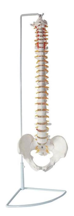 3D SPINAL PELVIS DYNAMIC MODEL
