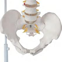 3D SPINAL PELVIS DYNAMIC MODEL
