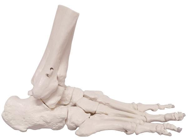 DYNAMIC FOOT AND ANKLE MODEL TEACHING TOOLS
