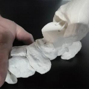 DYNAMIC FOOT AND ANKLE MODEL TEACHING TOOLS