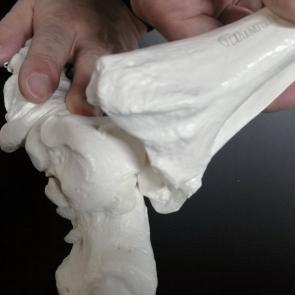 DYNAMIC FOOT AND ANKLE MODEL TEACHING TOOLS