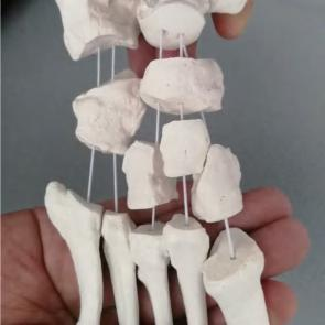 DYNAMIC FOOT AND ANKLE MODEL TEACHING TOOLS