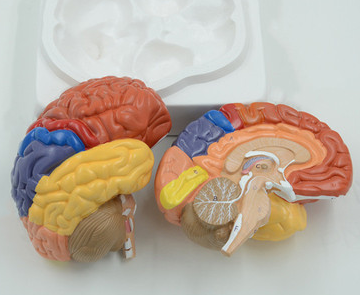BRAIN MODEL 2