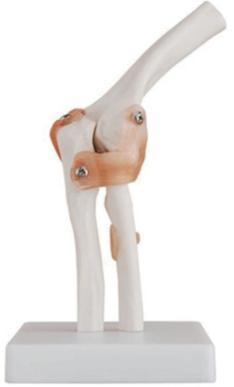 ELBOW JOINT MODEL