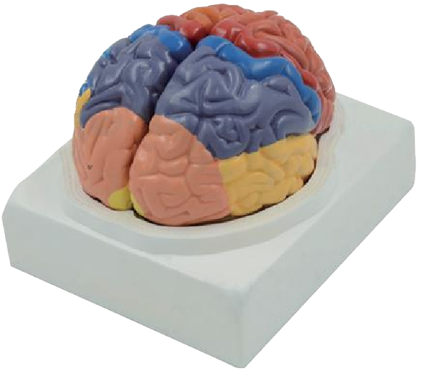 BRAIN MODEL 2