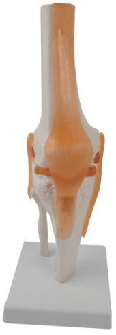 DYNAMIC MODEL OF KNEE JOINT