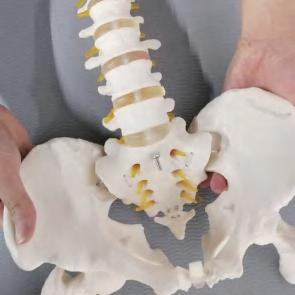 MODELO DINÁMICO DE FÉMUR LUMBAR PÉLVICO