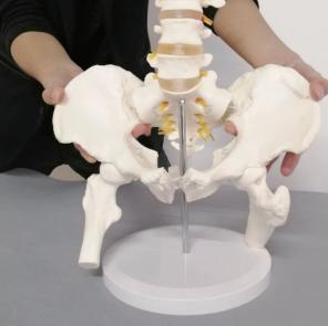 MODELO DINÁMICO DE FÉMUR LUMBAR PÉLVICO